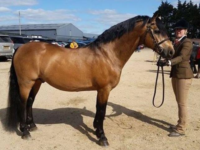 Connemara Pony